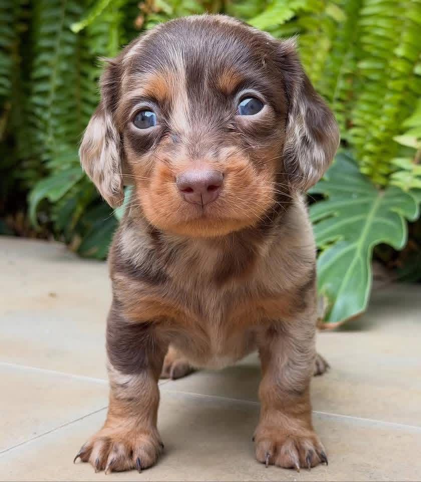 Buddy