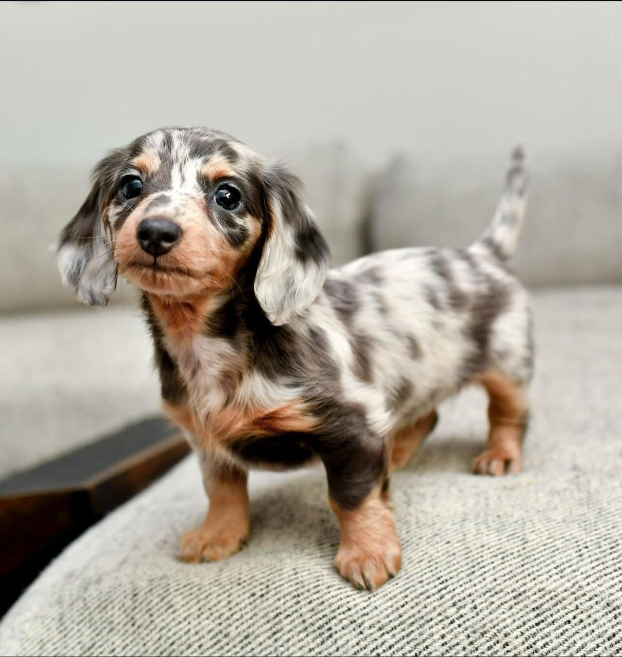 Cooper