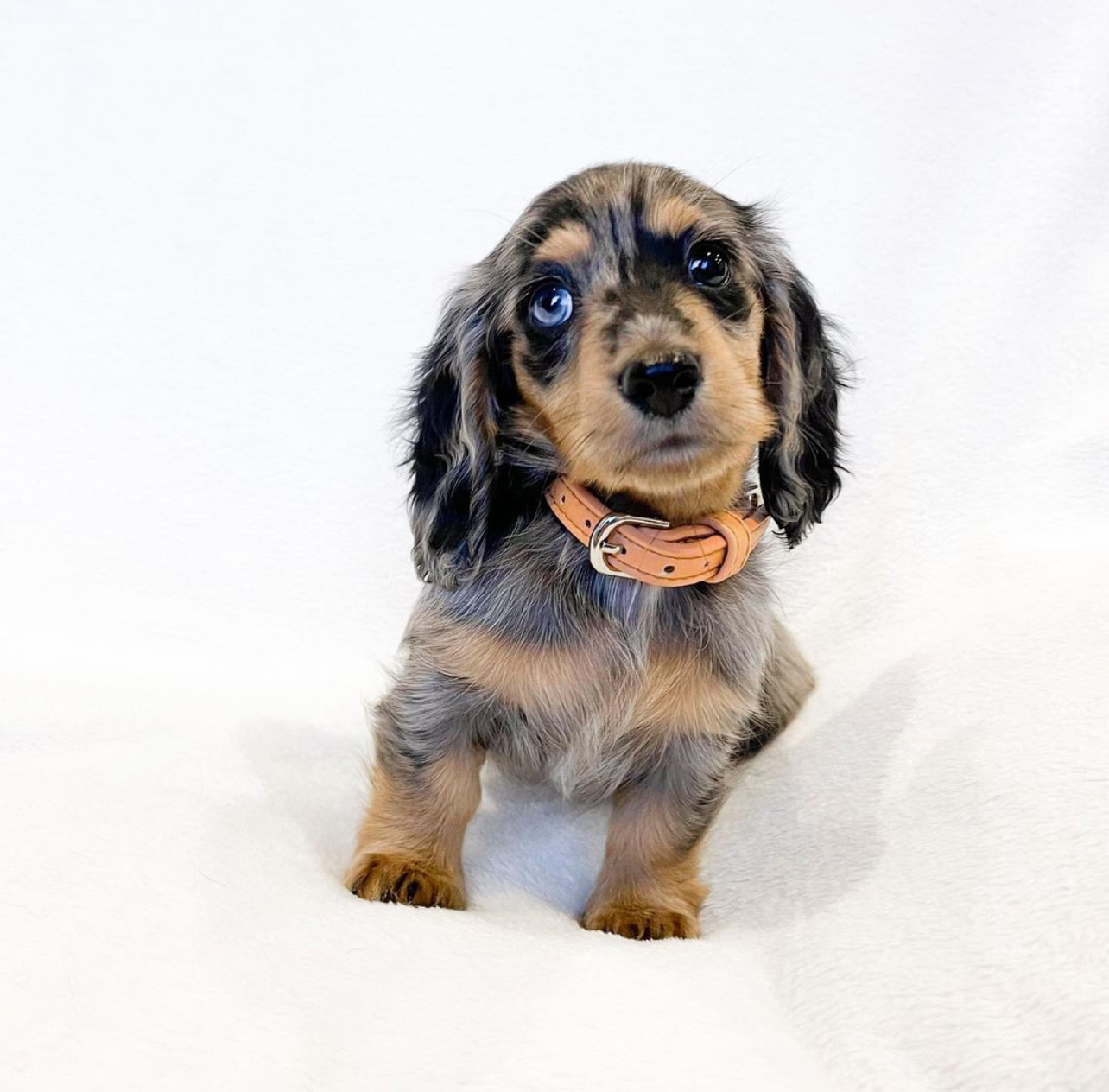 Delma - Female 8 weeks old dachshund puppy