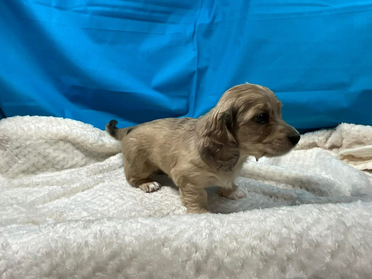 Doli - Female 8 weeks old dachshund puppy