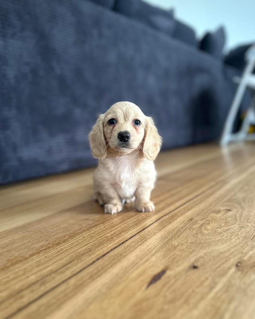 Elara - Female 8 weeks old dachshund puppy