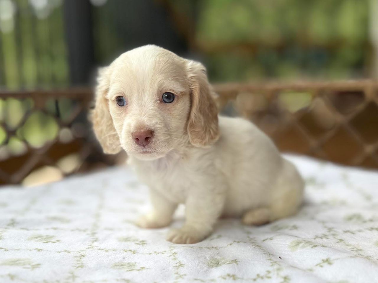 Hazel