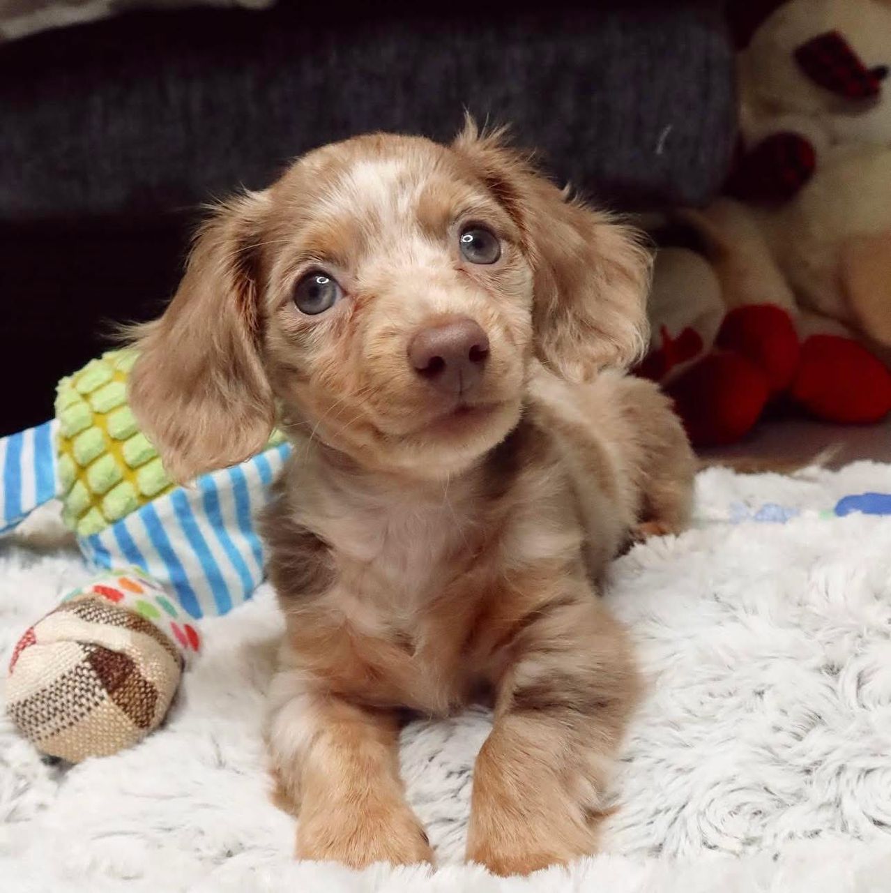 Penny - Female 8 weeks old dachshund puppy