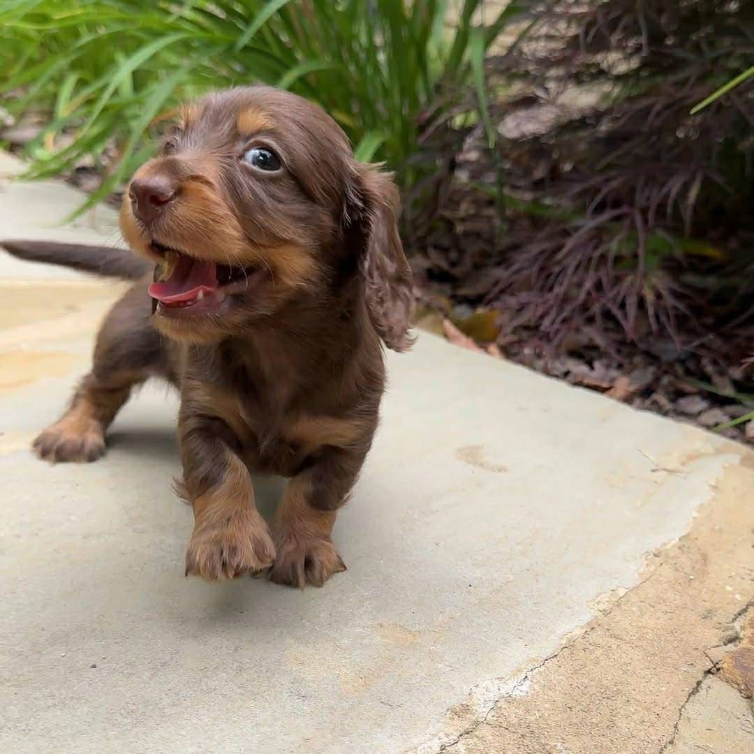 Jasper