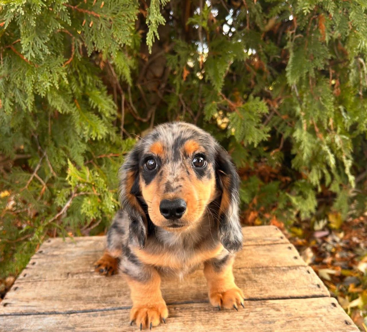 Louie