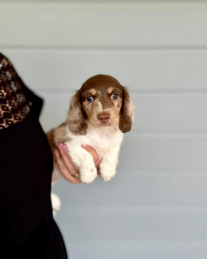 Lyra - Female 8 weeks old dachshund puppy