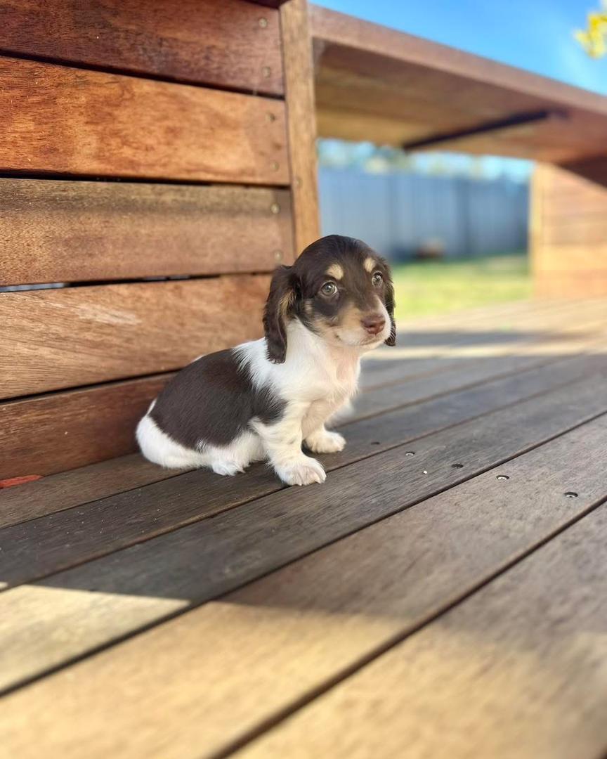 Macie - Female 8 weeks old dachshund puppy