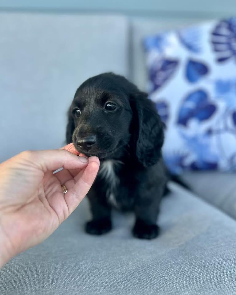 Murphy