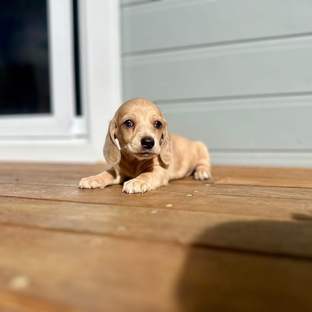 Nellie - Female 8 weeks old dachshund puppy