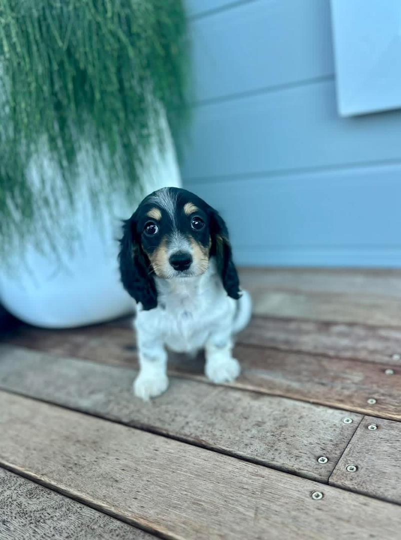 Noosa - Female 8 weeks old dachshund puppy