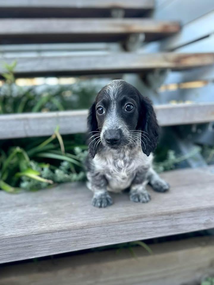 Nyx - Female 8 weeks old dachshund puppy