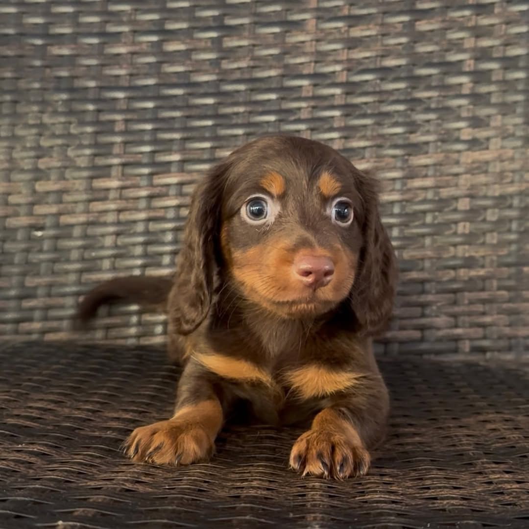 Ruffus