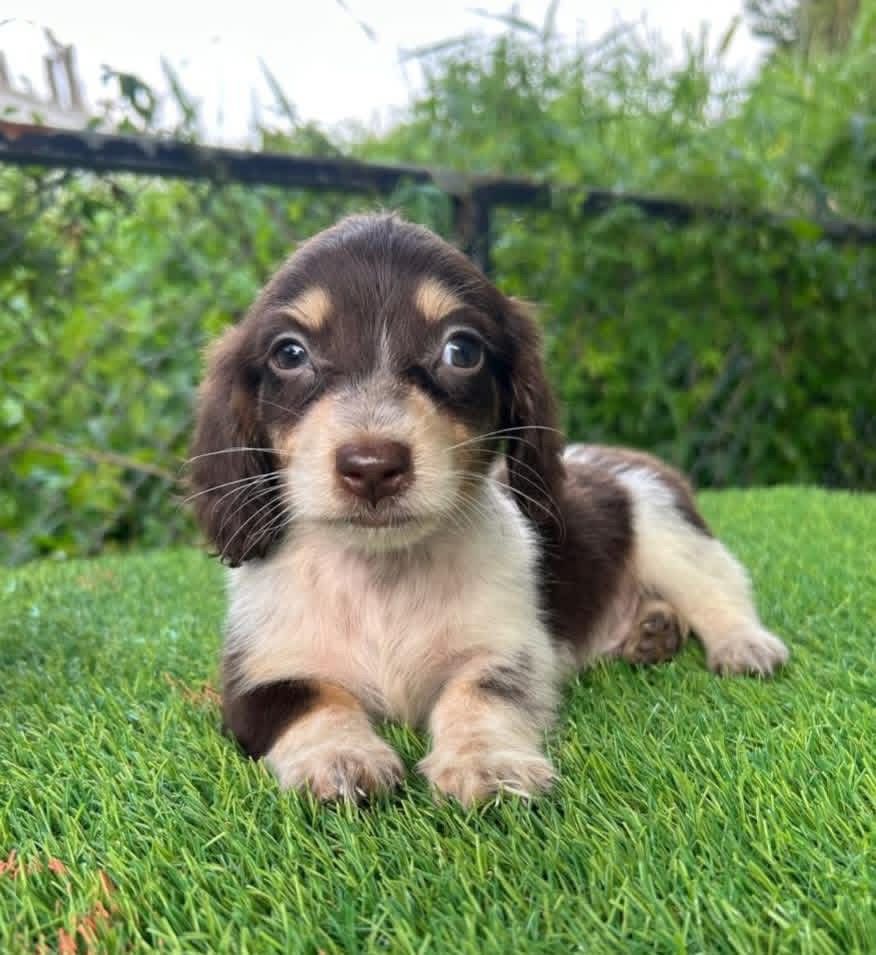 Tucker
