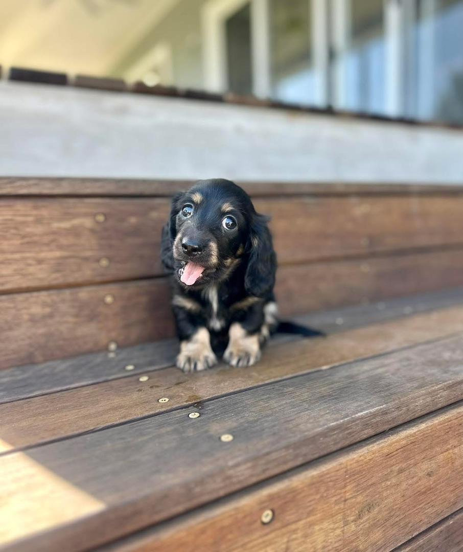 Vesper - Female 8 weeks old dachshund puppy