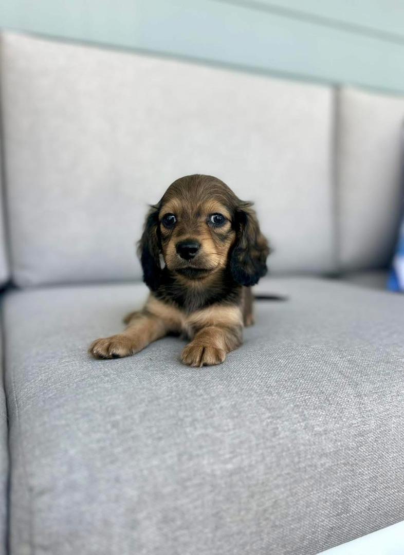 Zuri - Female 8 weeks old dachshund puppy